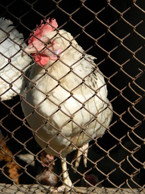 复兴的重任 复兴的重任